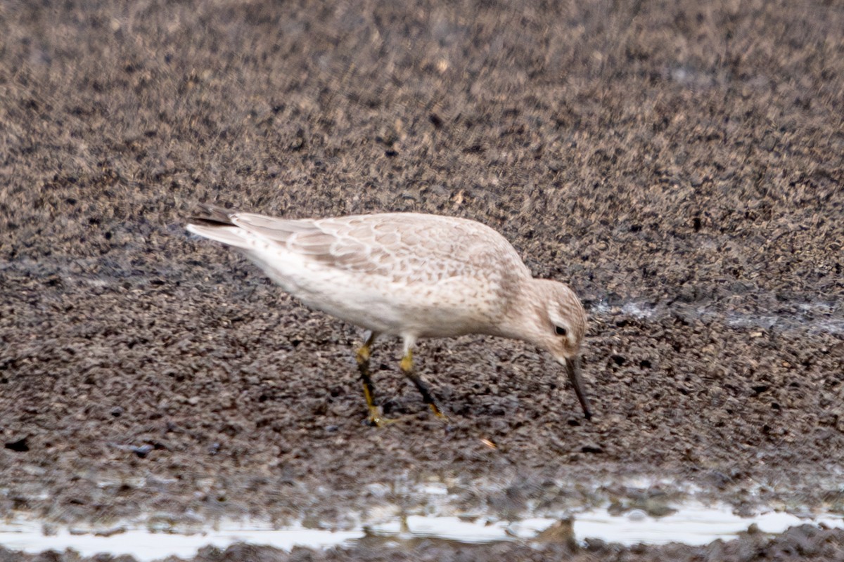 Red Knot - ML641608934