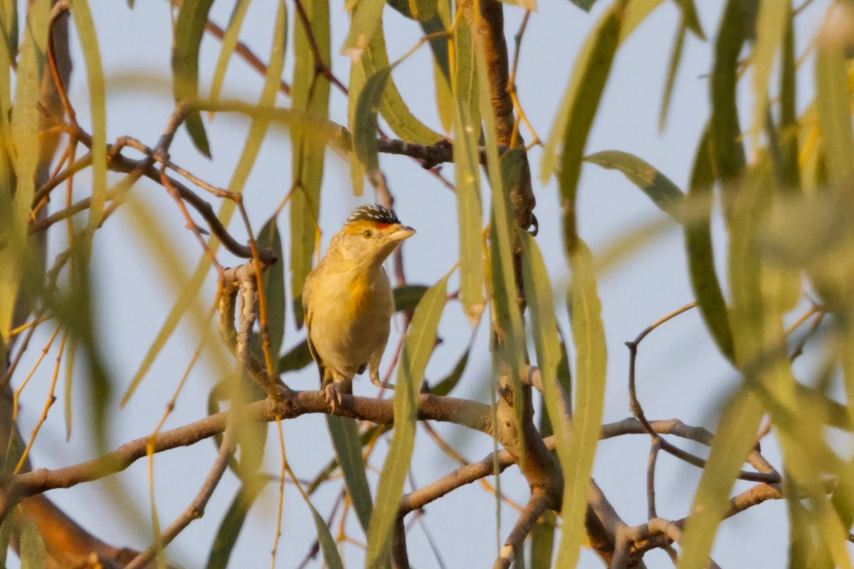 Red-browed Pardalote - ML641608940