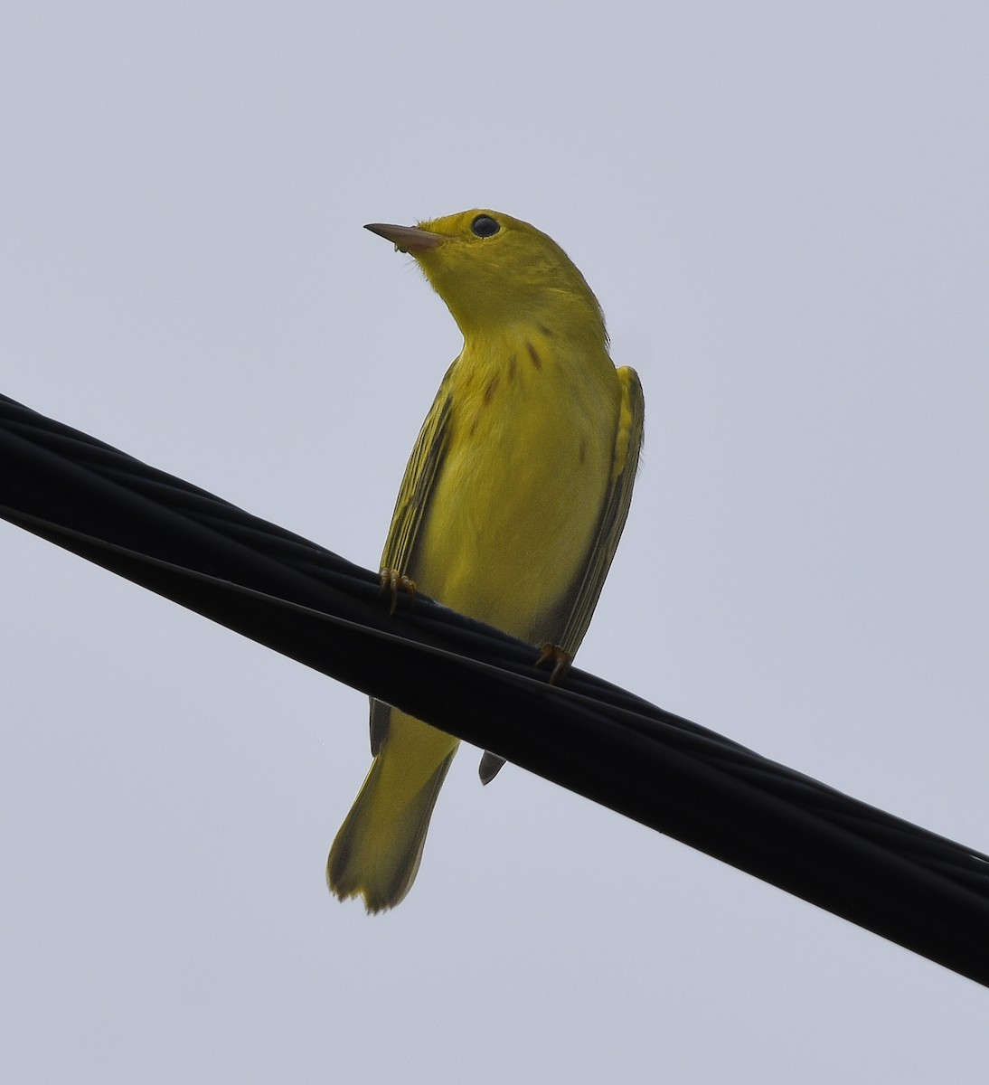 Yellow Warbler (Northern) - ML641608948