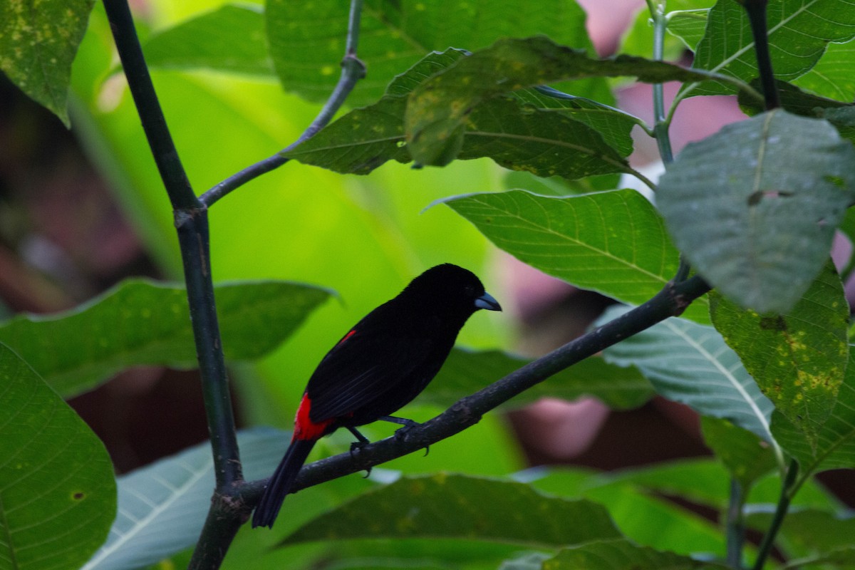 Scarlet-rumped Tanager (Passerini's) - ML641608953