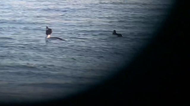 Bufflehead x Common Goldeneye (hybrid) - ML641608964
