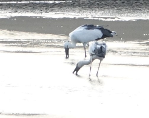 Asian Openbill - ML641608970