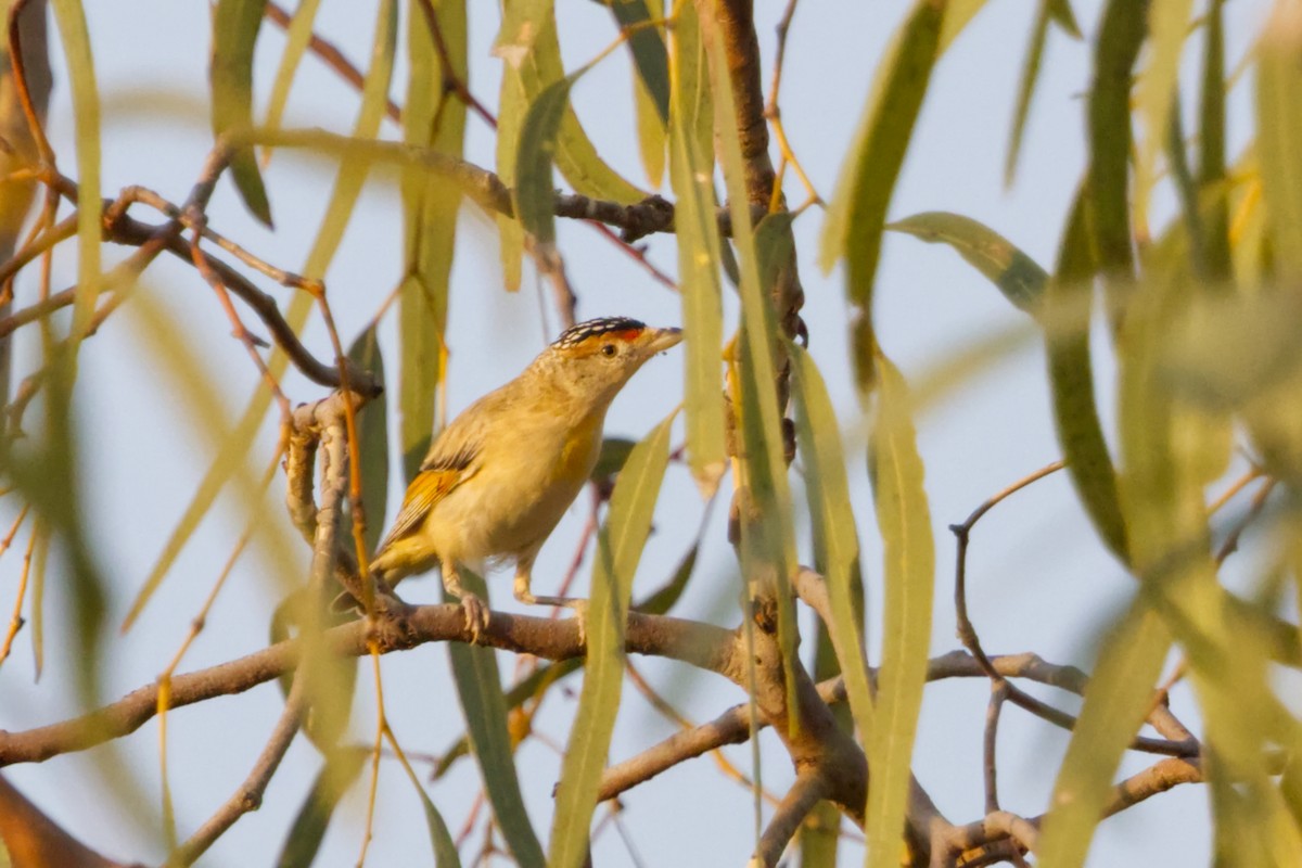 Red-browed Pardalote - ML641608982