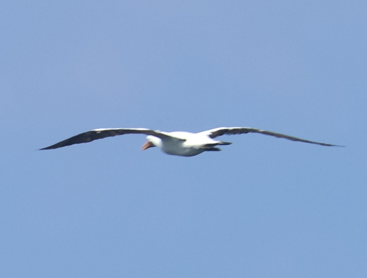Nazca Booby - ML641609006