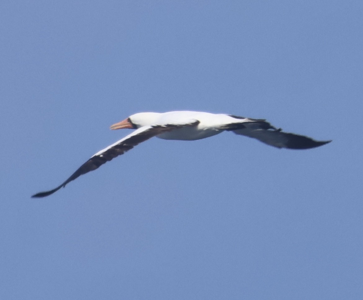 Nazca Booby - ML641609007