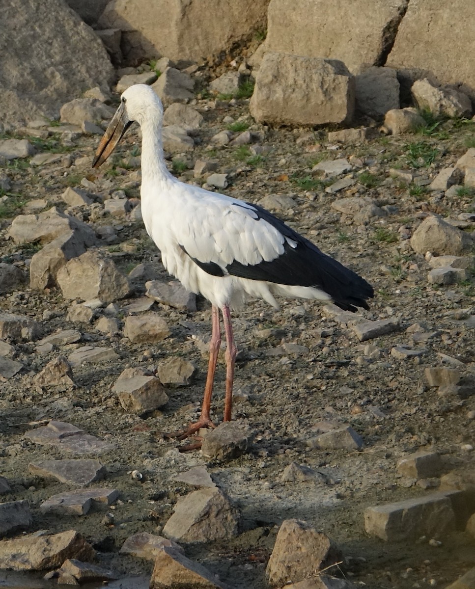Asian Openbill - ML641609008