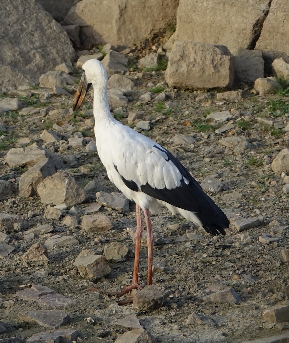 Asian Openbill - ML641609012