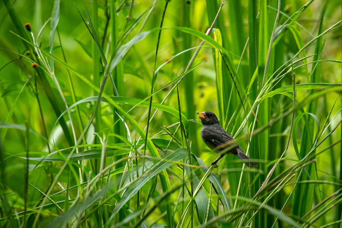Gray Seedeater - ML641609013