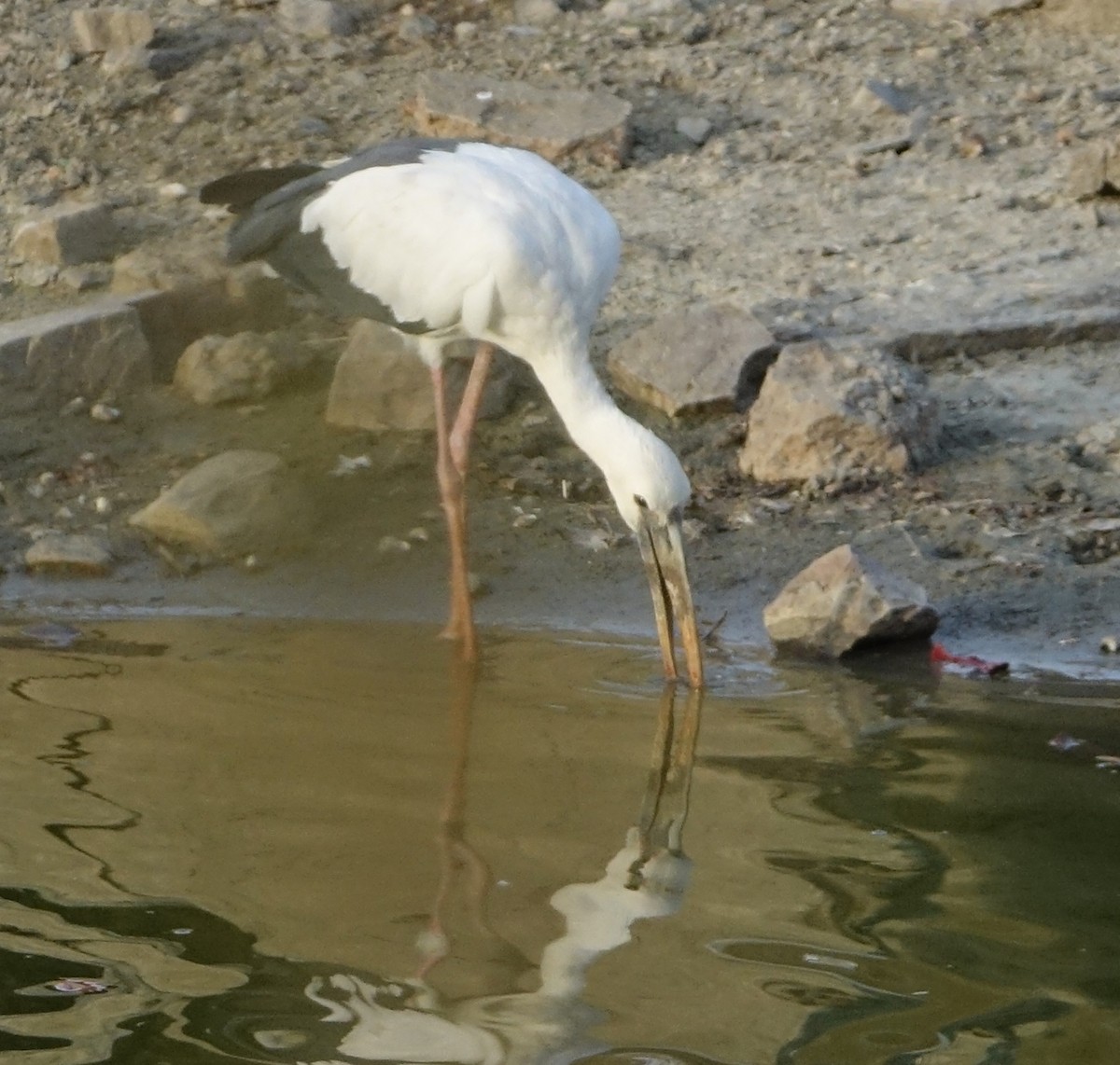 Asian Openbill - ML641609015