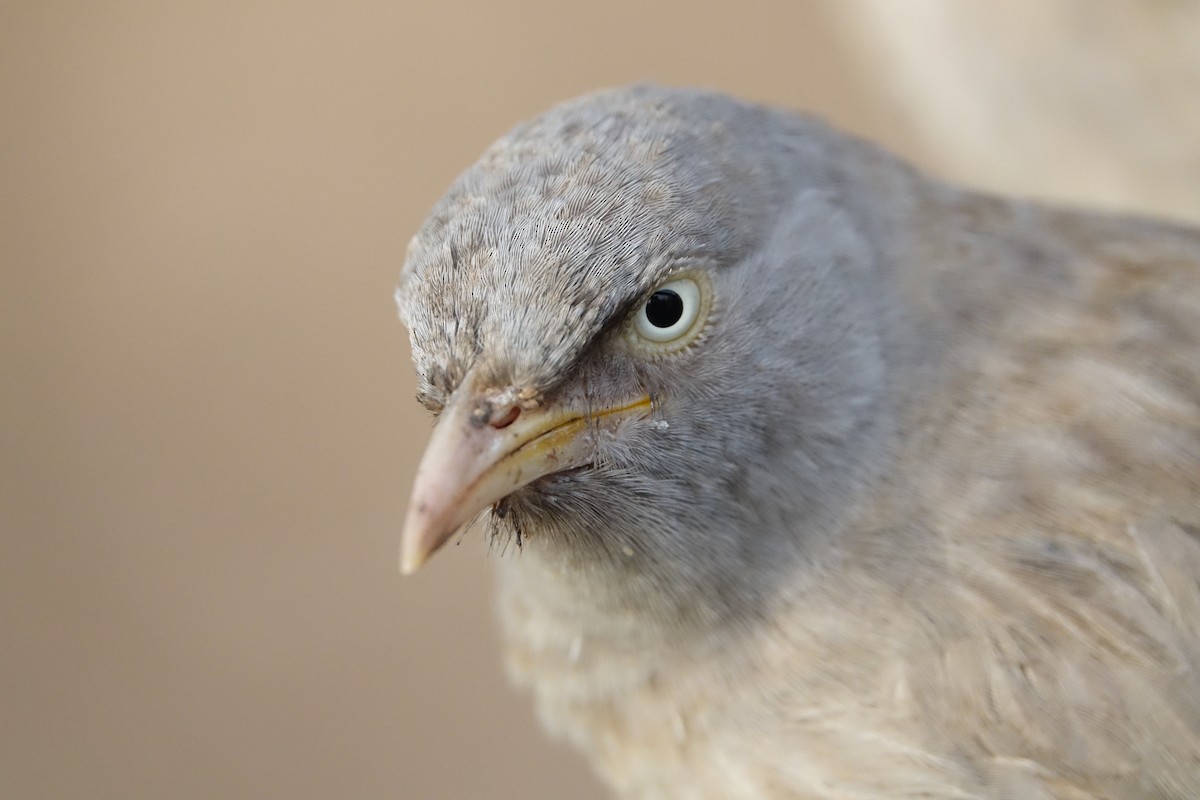 Jungle Babbler - ML641609019