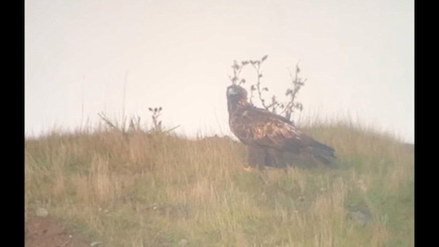 Golden Eagle - ML641609022