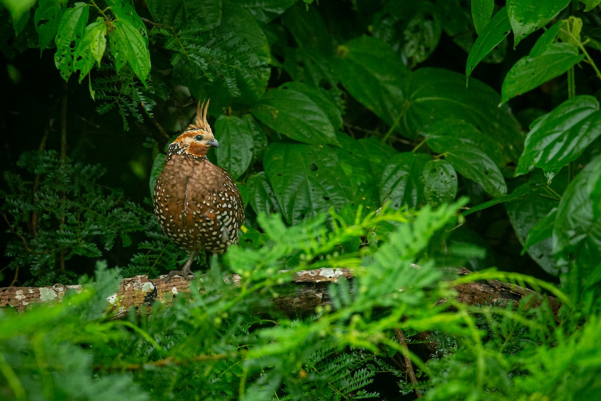 Crested Bobwhite - ML641609044