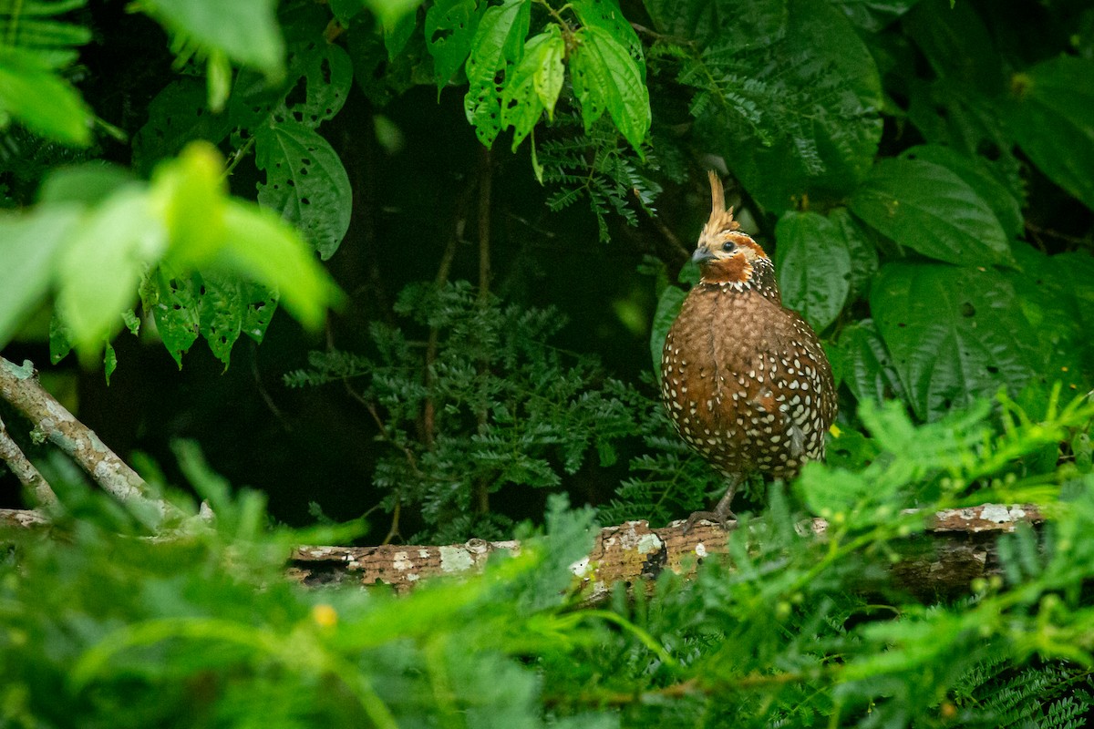 Crested Bobwhite - ML641609046