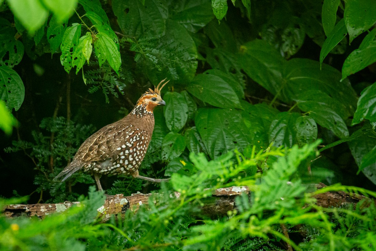 Crested Bobwhite - ML641609047