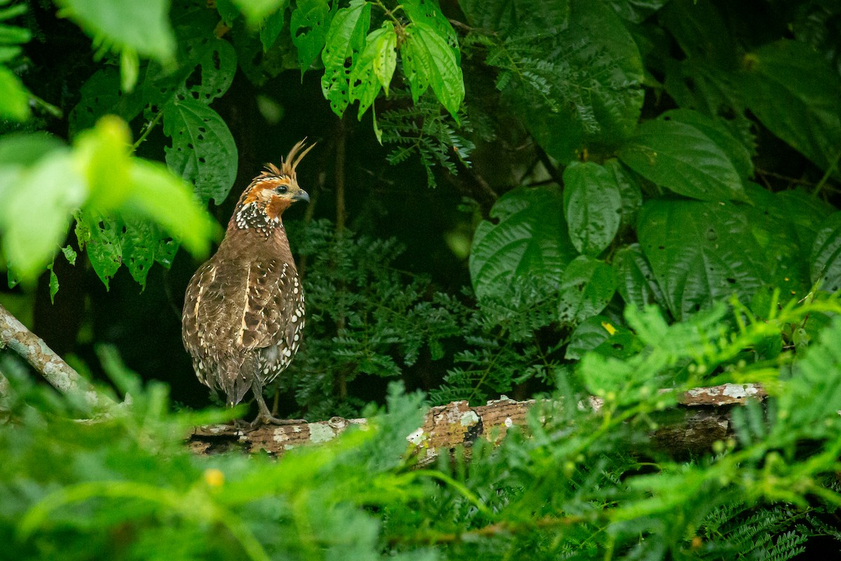Crested Bobwhite - ML641609048