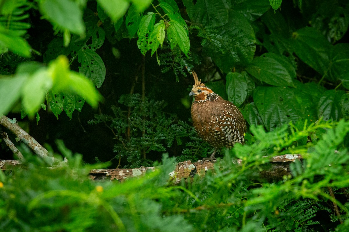 Crested Bobwhite - ML641609049