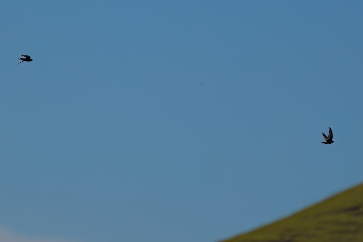 Horus Swift (White-rumped) - ML641609063