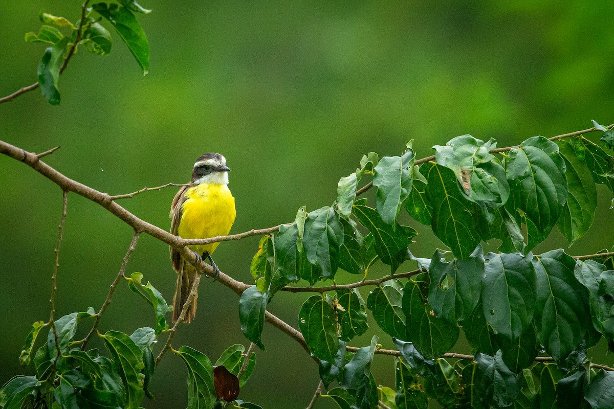 White-bearded Flycatcher - ML641609071