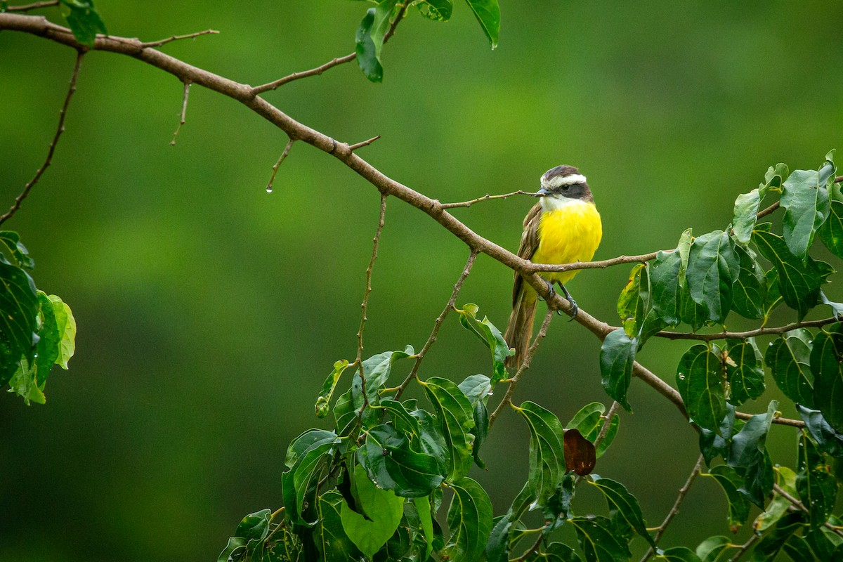White-bearded Flycatcher - ML641609072