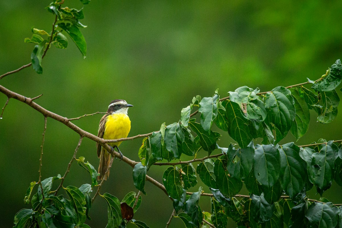 White-bearded Flycatcher - ML641609073