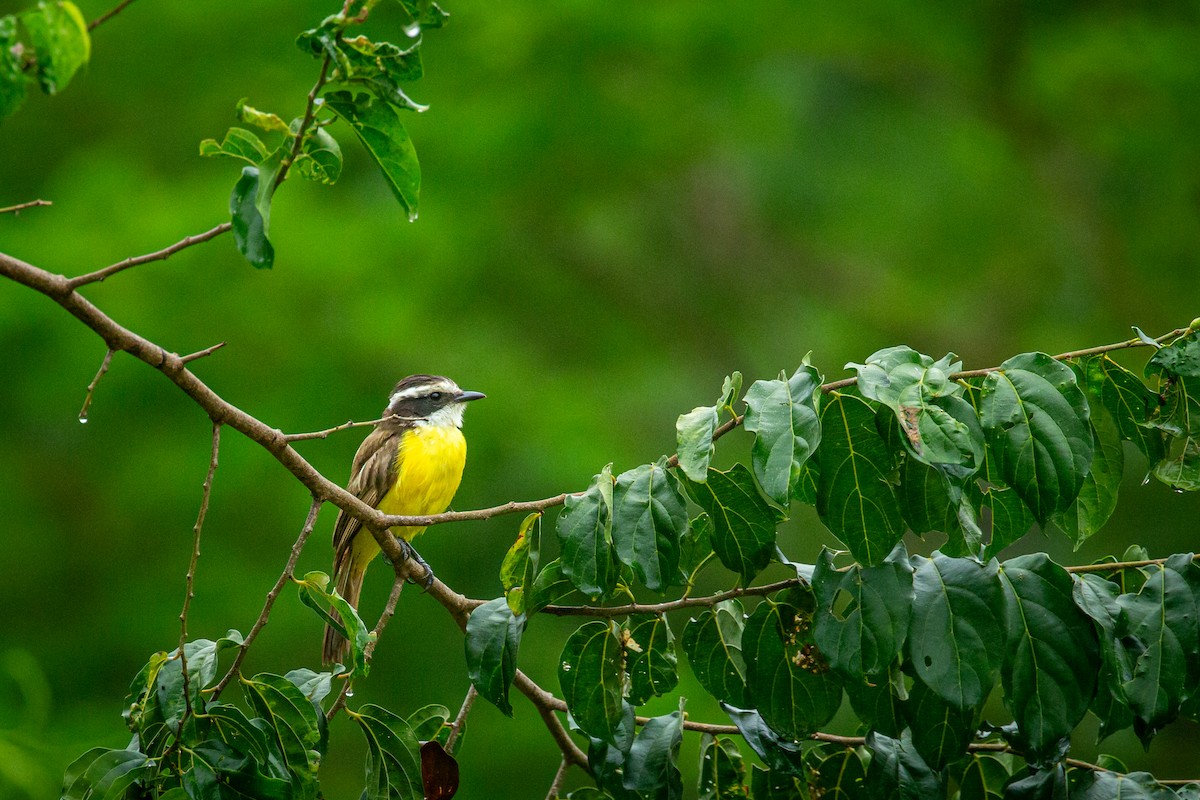 White-bearded Flycatcher - ML641609074
