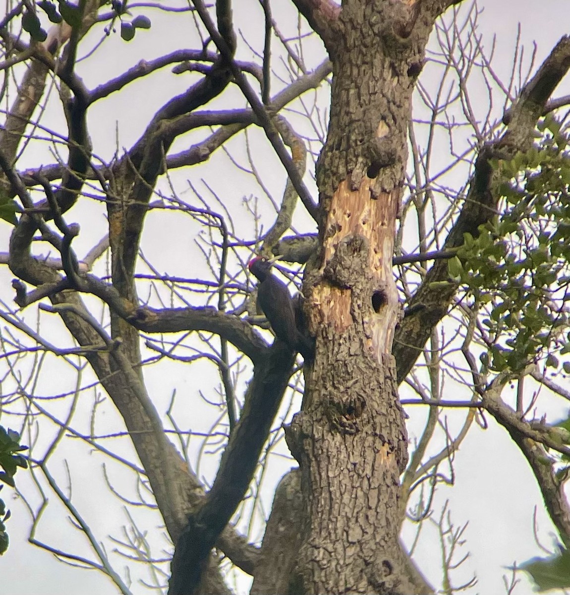 Хар тоншуул - ML641609083