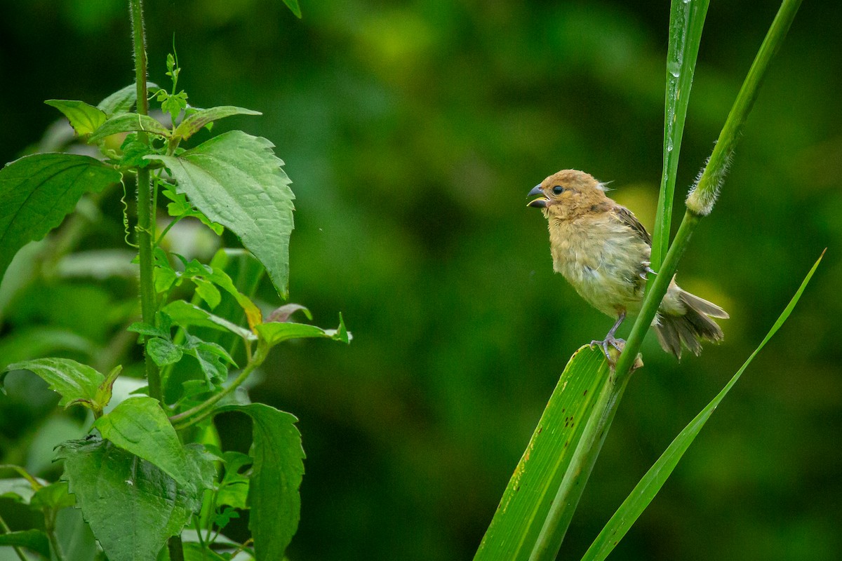 Gray Seedeater - ML641609114