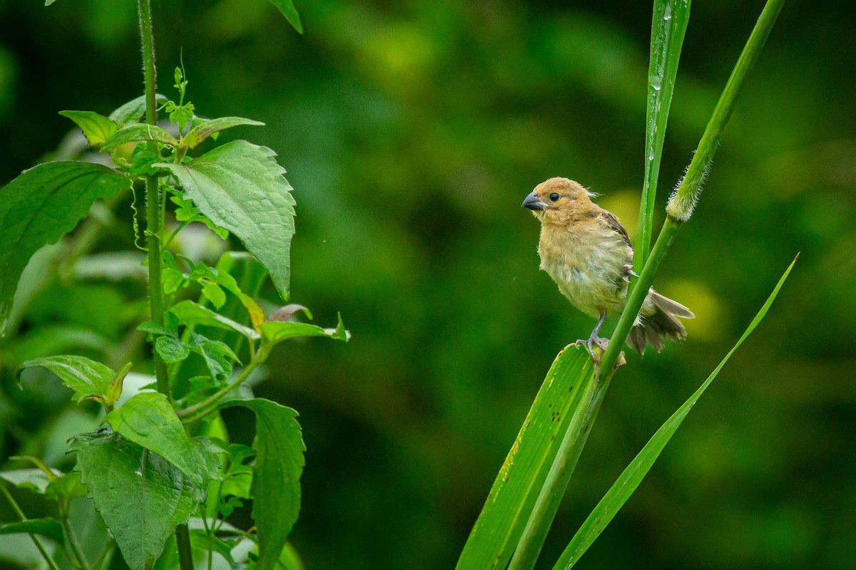 Gray Seedeater - ML641609116