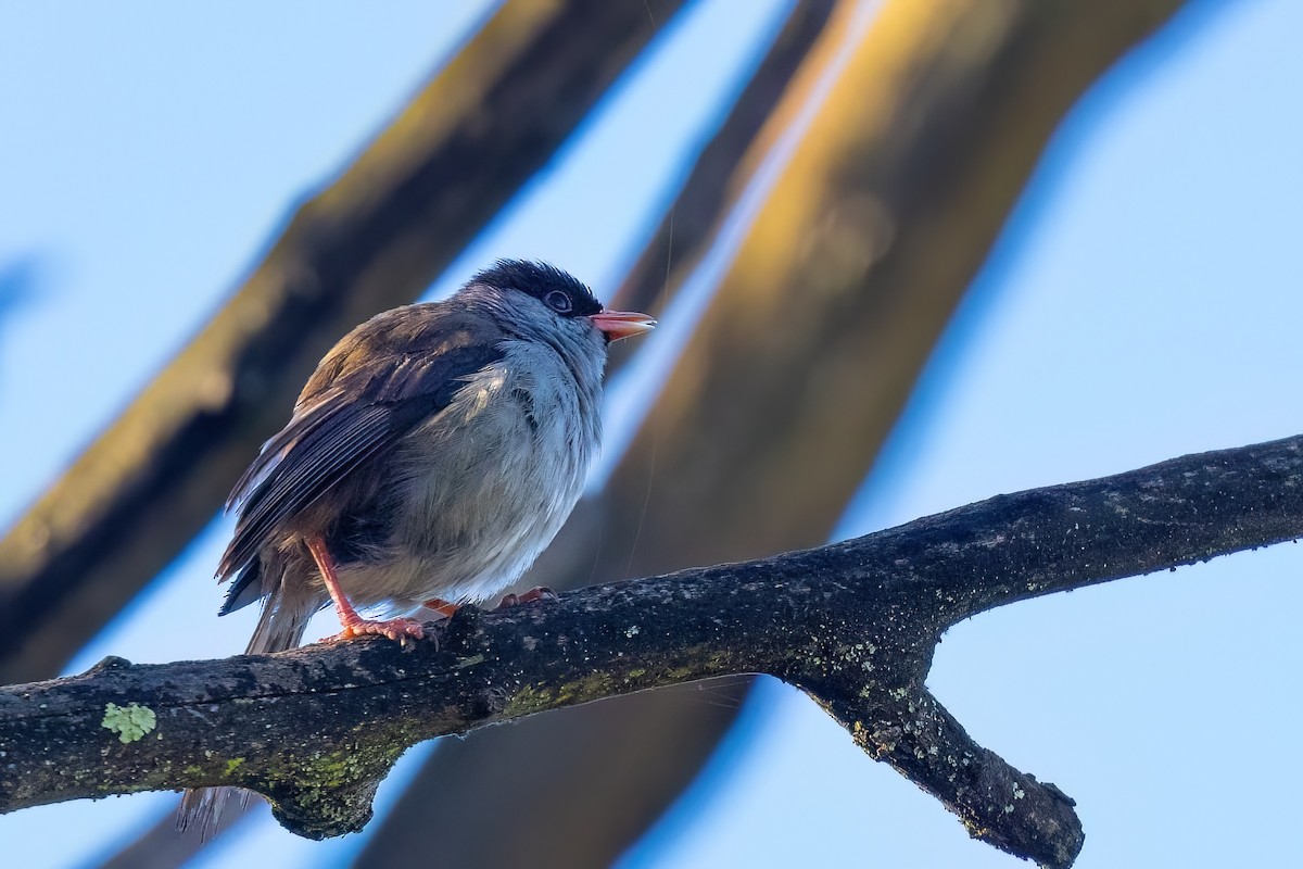 Bush Blackcap - ML641609117