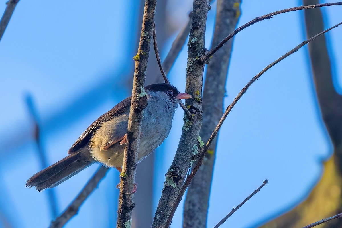 Bush Blackcap - ML641609118