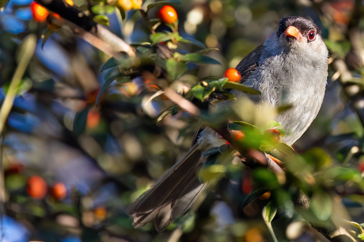 Bush Blackcap - ML641609120