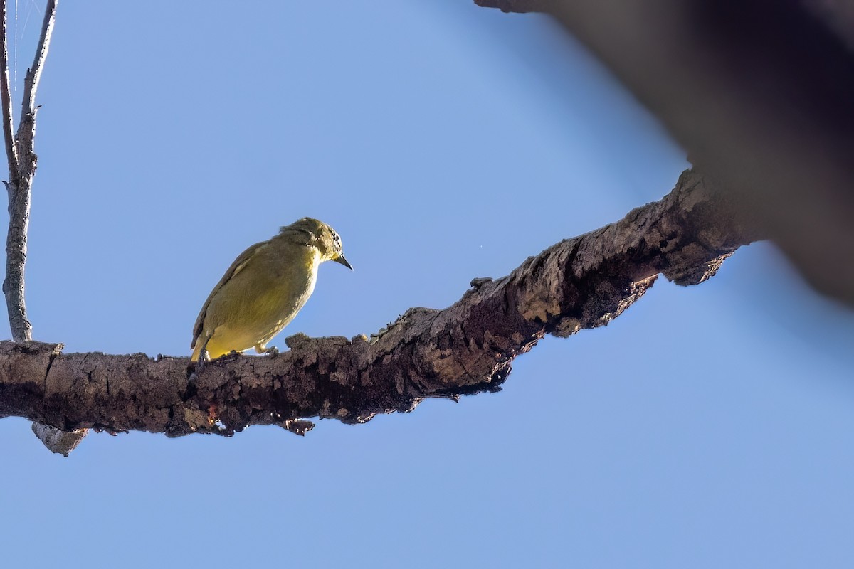 kappbrillefugl (virens) - ML641609123