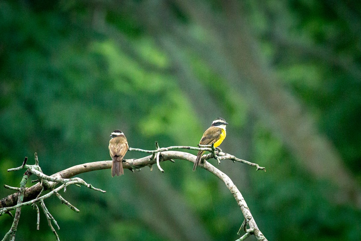 White-bearded Flycatcher - ML641609127