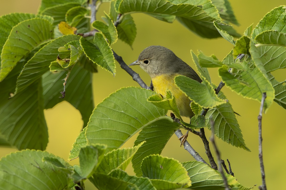 Nashville Warbler - ML641609145