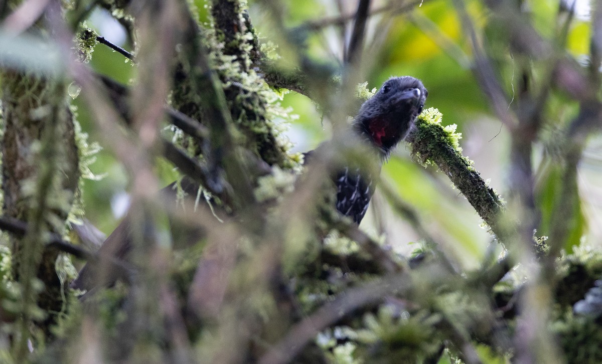 Bearded Guan - ML641609149