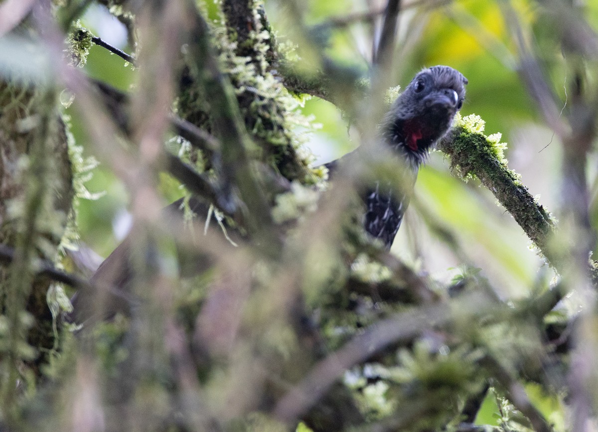 Bearded Guan - ML641609150