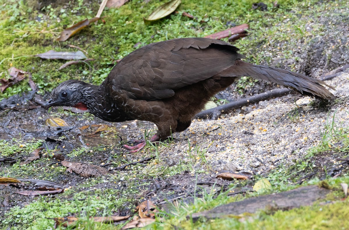 Bearded Guan - ML641609151