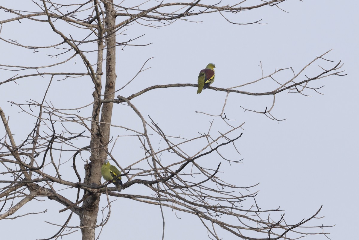 Ashy-headed Green-Pigeon - ML641609162