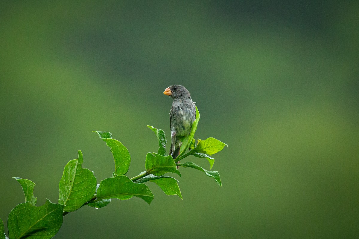 Gray Seedeater - ML641609167
