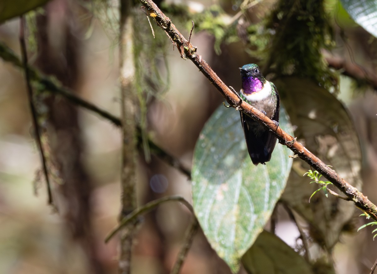 Amethyst-throated Sunangel - ML641609171
