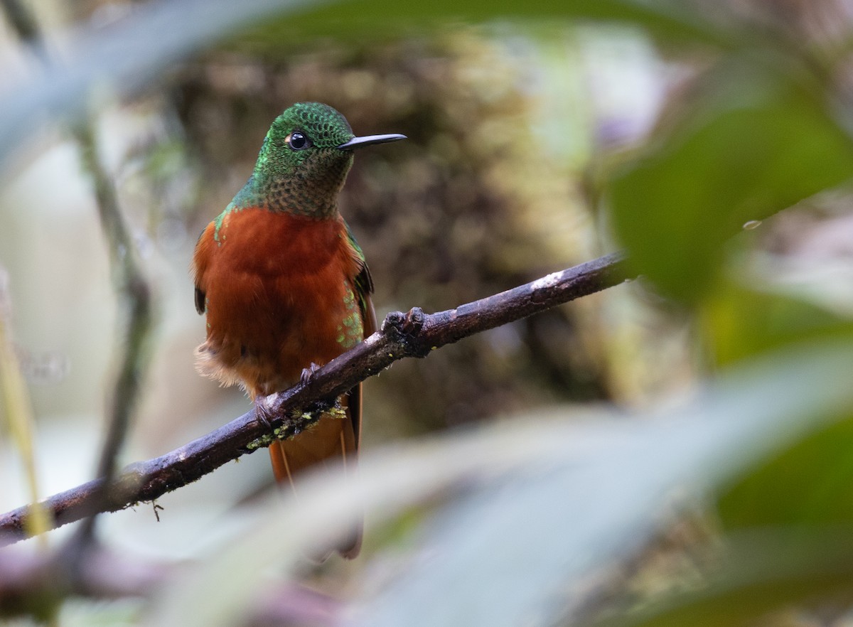 Rotbauchkolibri - ML641609181