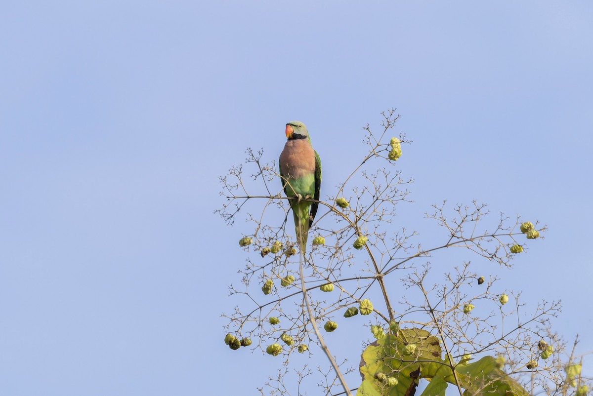 Red-breasted Parakeet - ML641609194