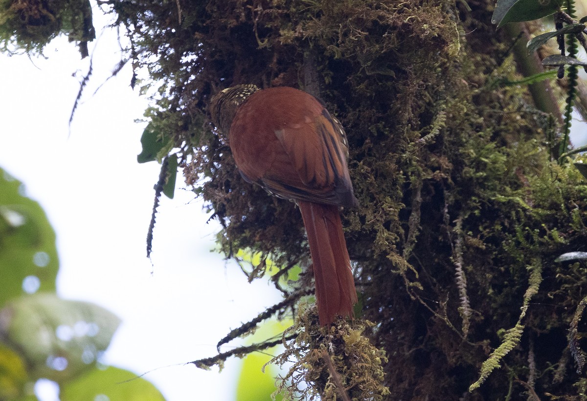 Pearled Treerunner - ML641609201
