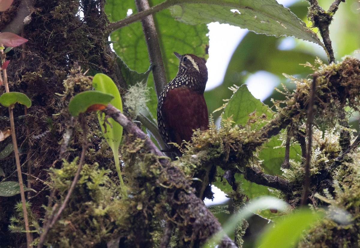 Pearled Treerunner - ML641609202