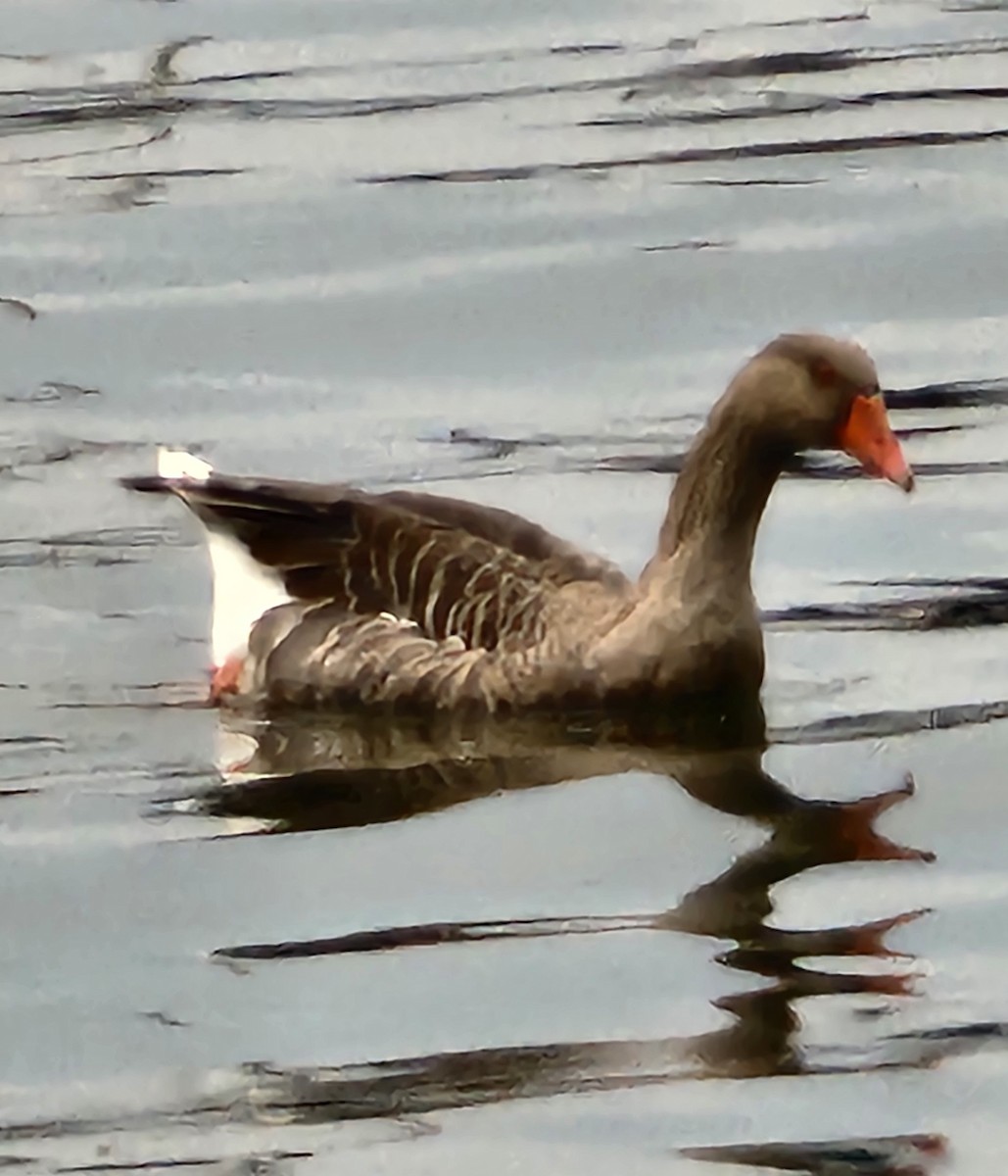 Graylag Goose - ML641609203