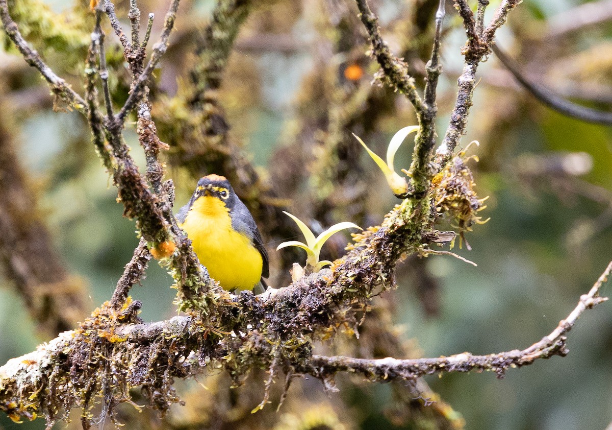 Spectacled Redstart - ML641609216