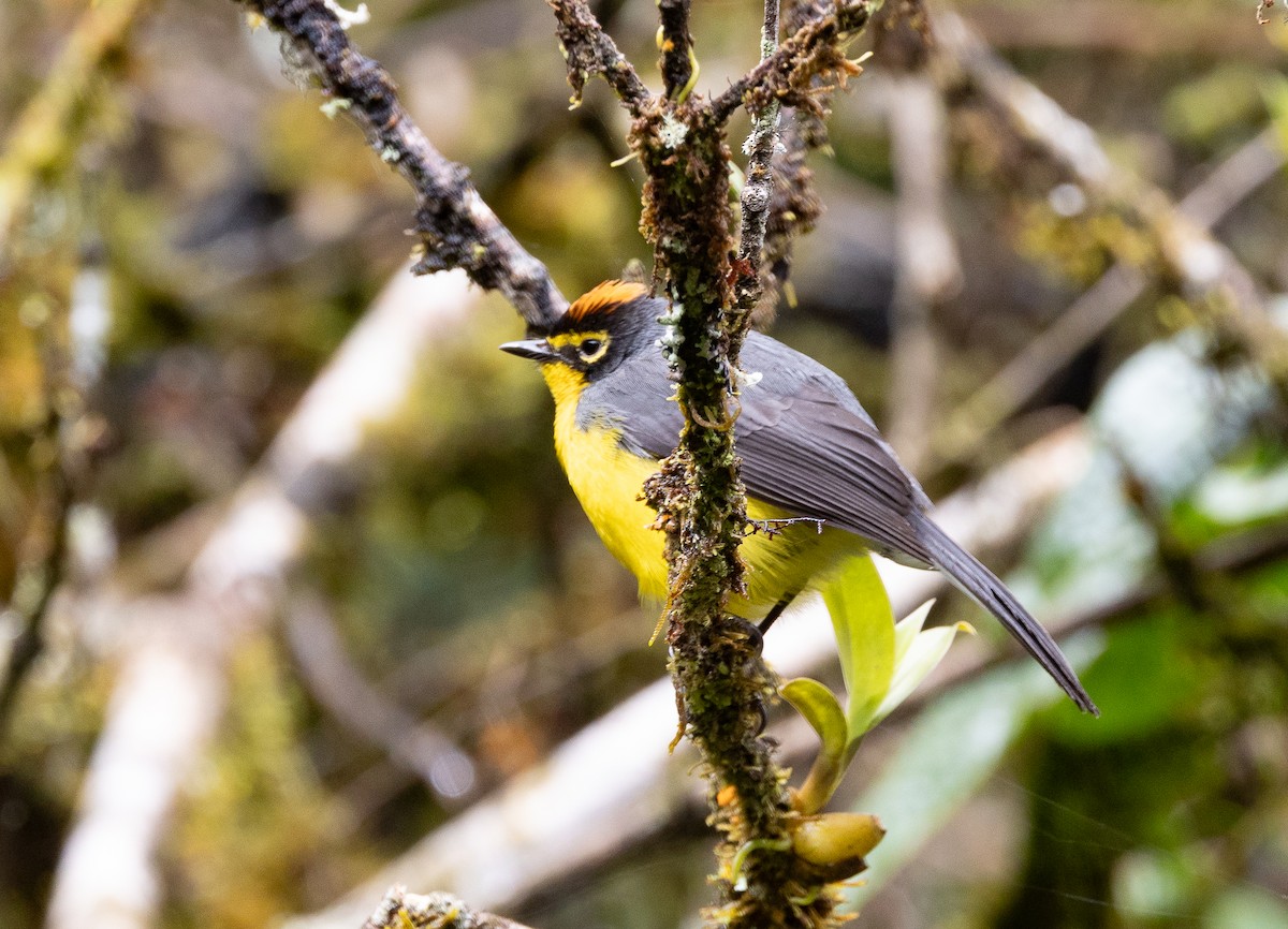 Spectacled Redstart - ML641609217