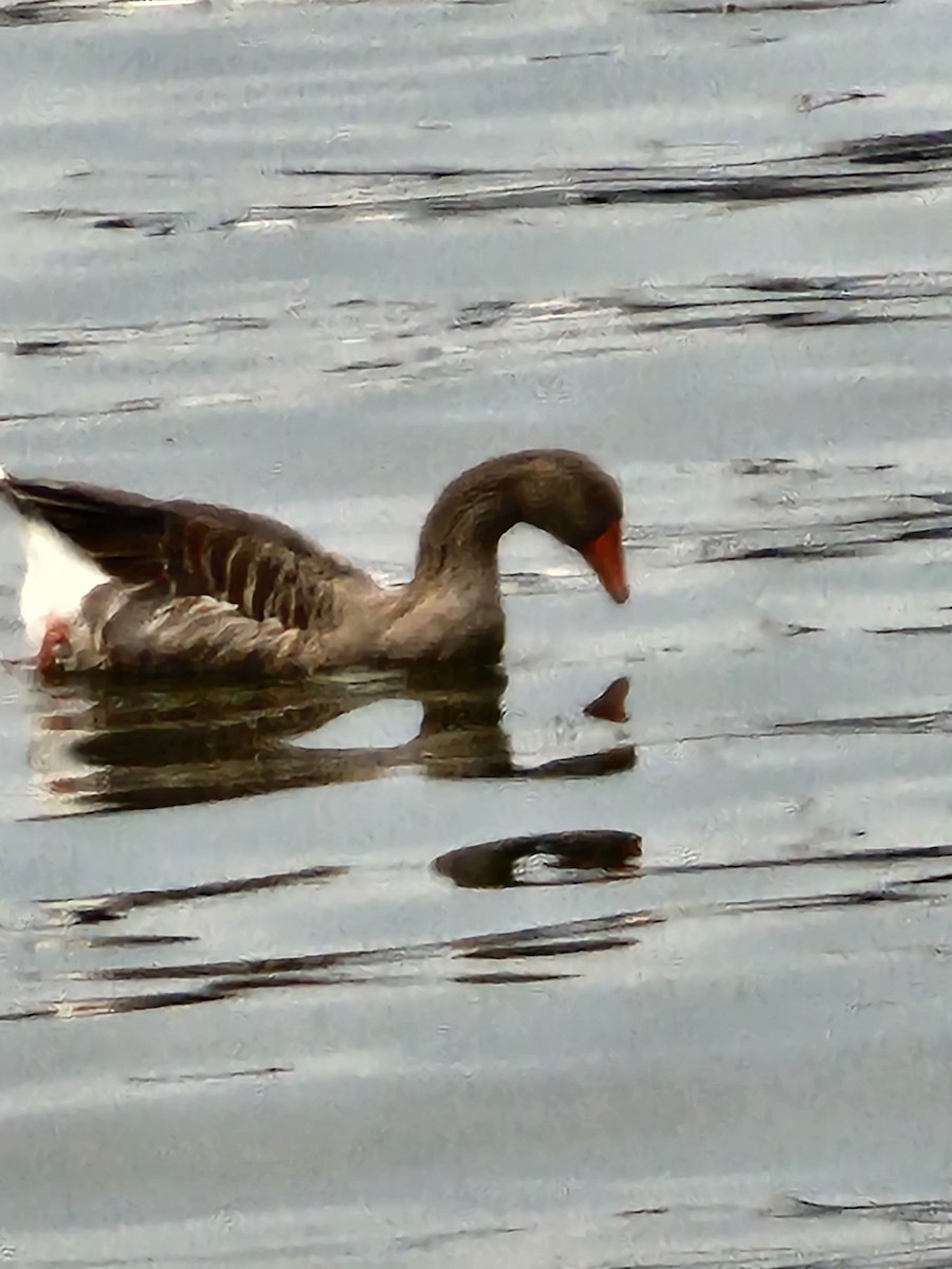 Graylag Goose - ML641609218