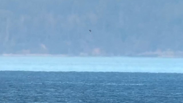 Short-tailed Shearwater - ML641609299