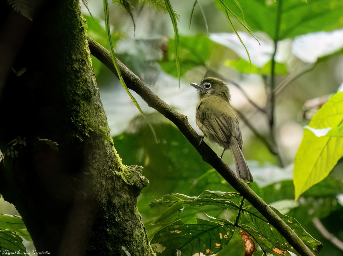 Eye-ringed Flatbill - ML641609300